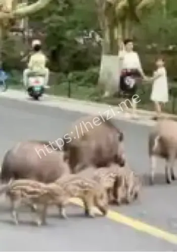 南京梧桐大道野猪游客互动