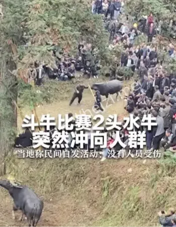 贵州剑河斗牛失控事件